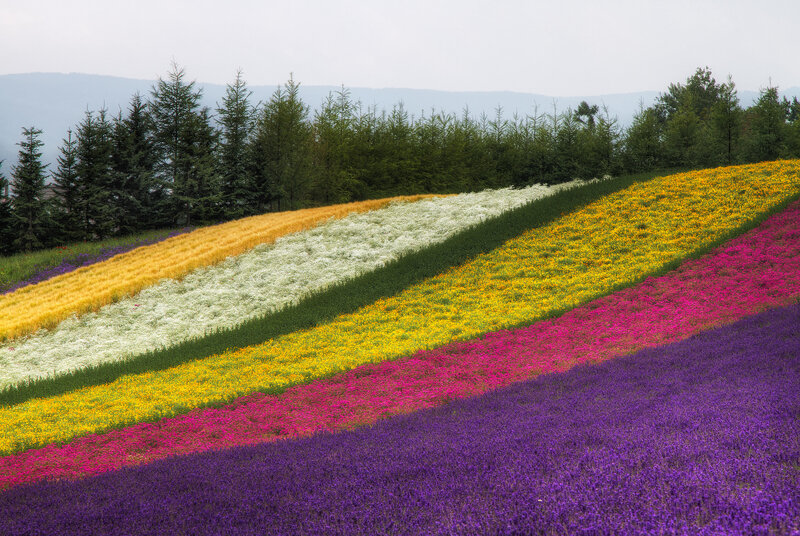 Colorful Flower Fields — Purple, Serene, Spring
