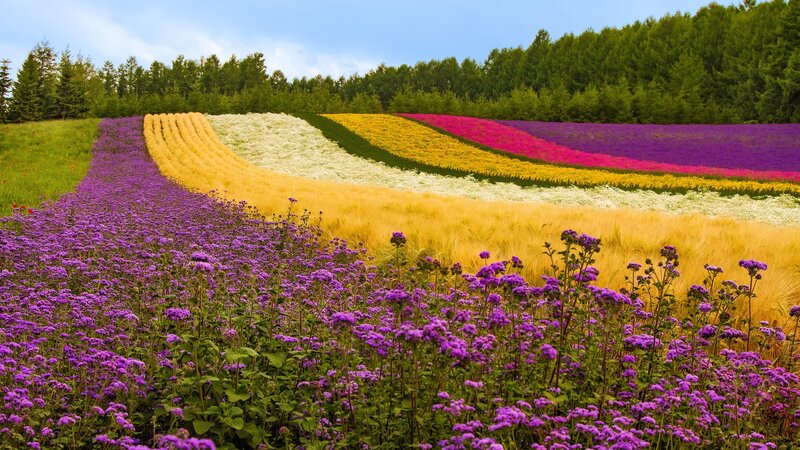 Colorful Flower Fields — Purple, Serene, Summer, Photograph, Flowers, Field