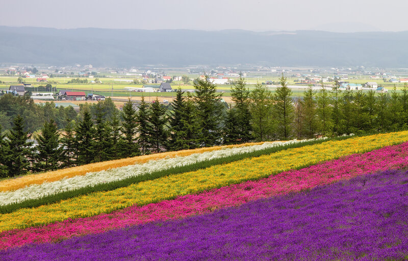 Colorful Flower Fields — Purple, Serene, Summer, Photograph
