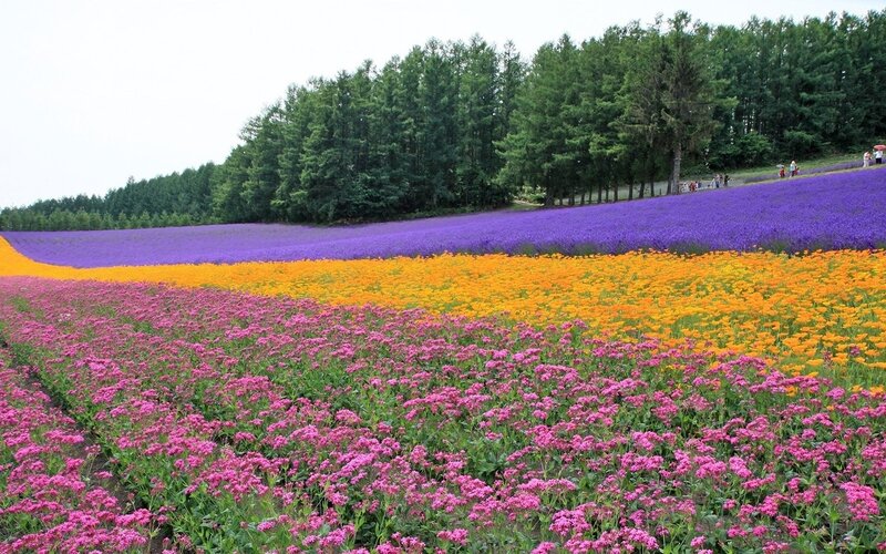 Colorful Flower Fields — Purple, Serene, Summer, Photograph, Trees