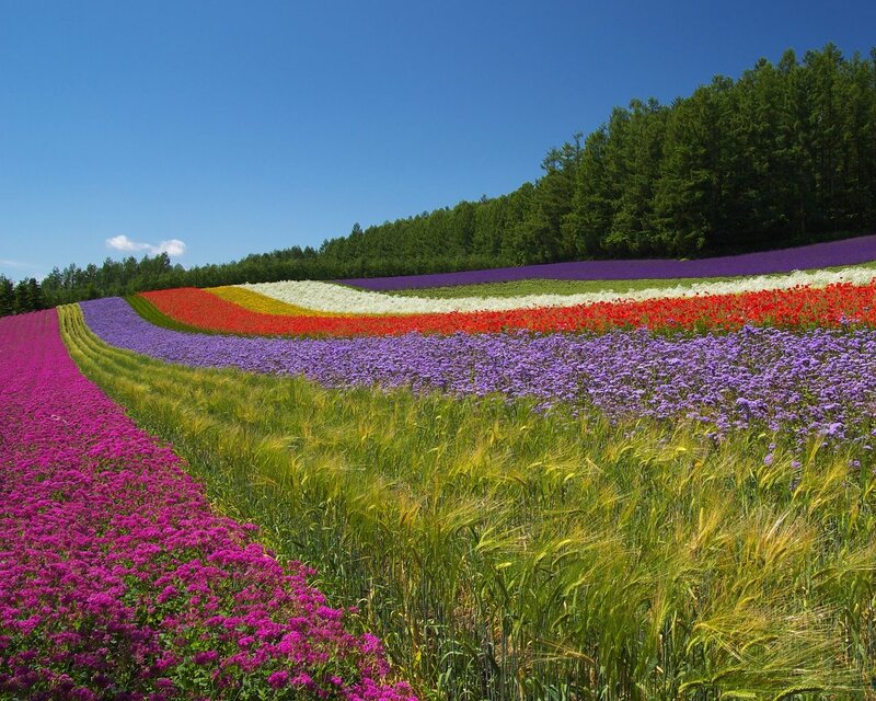 Colorful Flower Fields — Purple, Serene, Summer, Photograph, Trees, Wheat Field