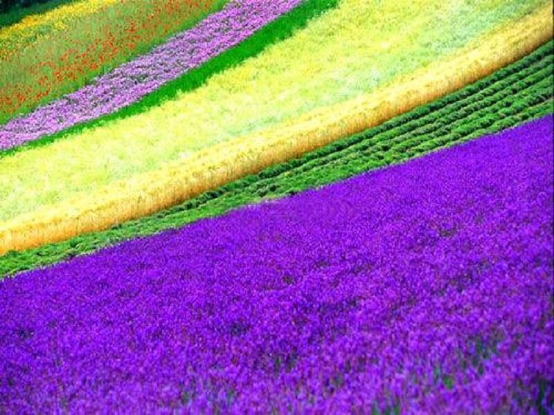 Colorful Flower Fields — Purple, Serene, Summer