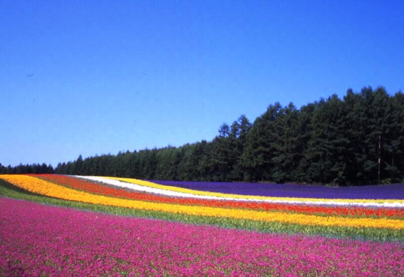 Colorful Flower Fields — Purple, Serene