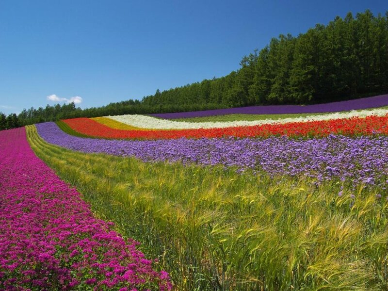 Colorful Flower Fields — Purple