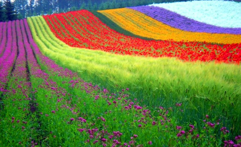 Colorful Flower Fields — Purple, Vibrant, Afternoon