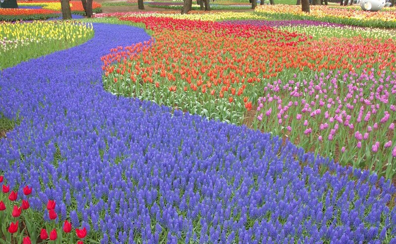 Colorful Flower Fields — Purple, Vibrant, Spring