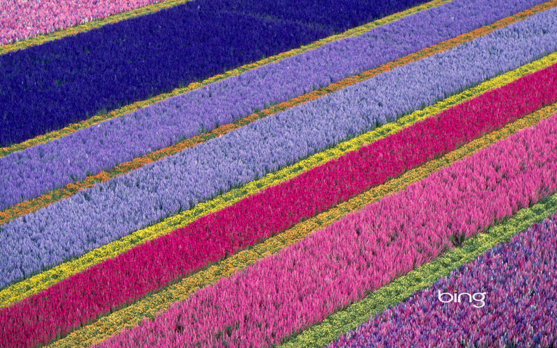 Colorful Flower Fields — Purple, Vibrant
