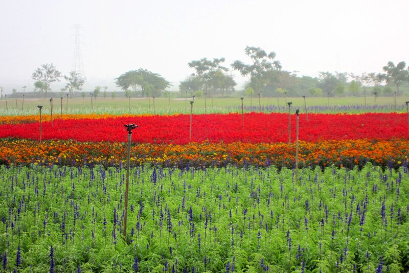 Colorful Flower Fields — Red, Calm