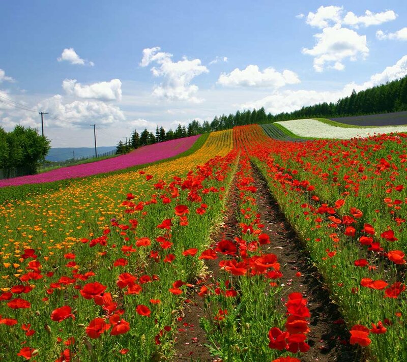 Colorful Flower Fields — Red, Serene, Afternoon