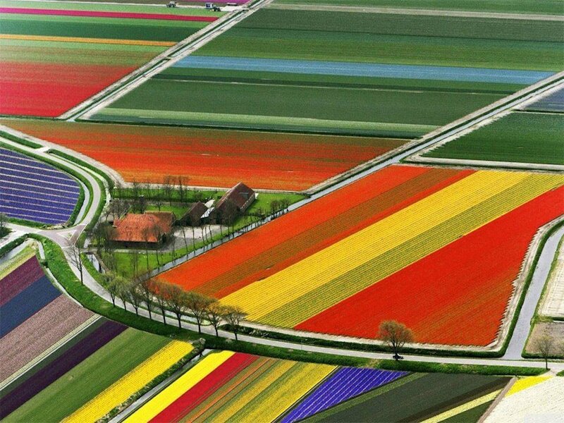 Colorful Flower Fields — Red, Serene, Spring