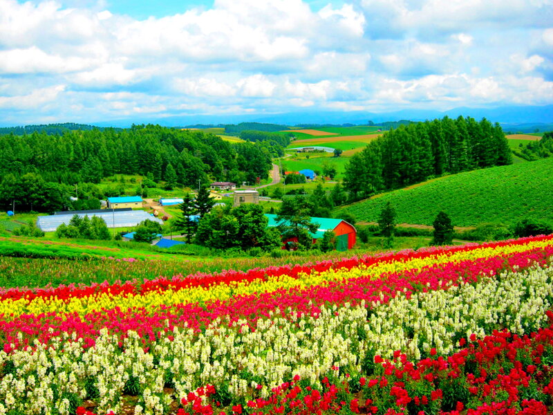 Colorful Flower Fields — Red, Serene, Summer, Photograph