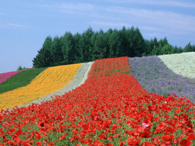 Colorful Flower Fields — Red, Serene, Summer, Photograph, Trees, Sky