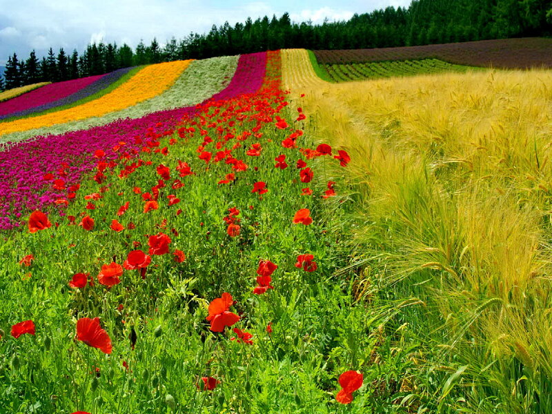 Colorful Flower Fields — Red, Serene, Summer