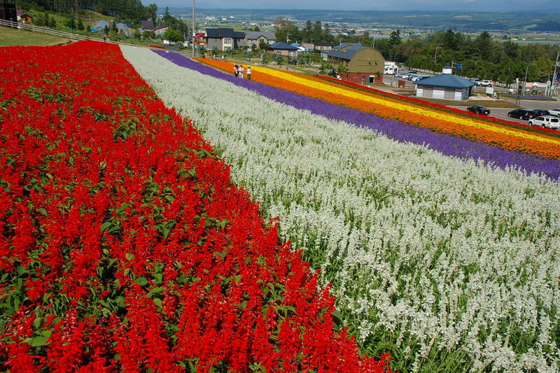 Colorful Flower Fields — Red, Serene
