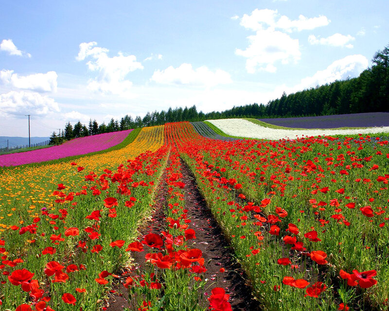 Colorful Flower Fields — Red