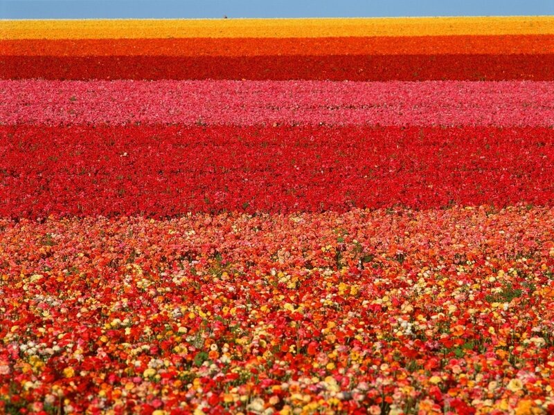 Colorful Flower Fields — Red, Vibrant, Afternoon, Photograph, Sky