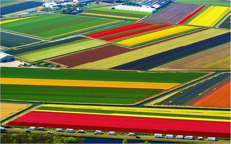 Colorful Flower Fields — Red, Vibrant, Afternoon, Photograph