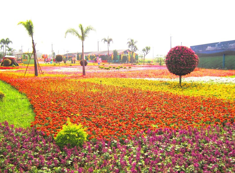 Colorful Flower Fields — Red, Vibrant, Afternoon
