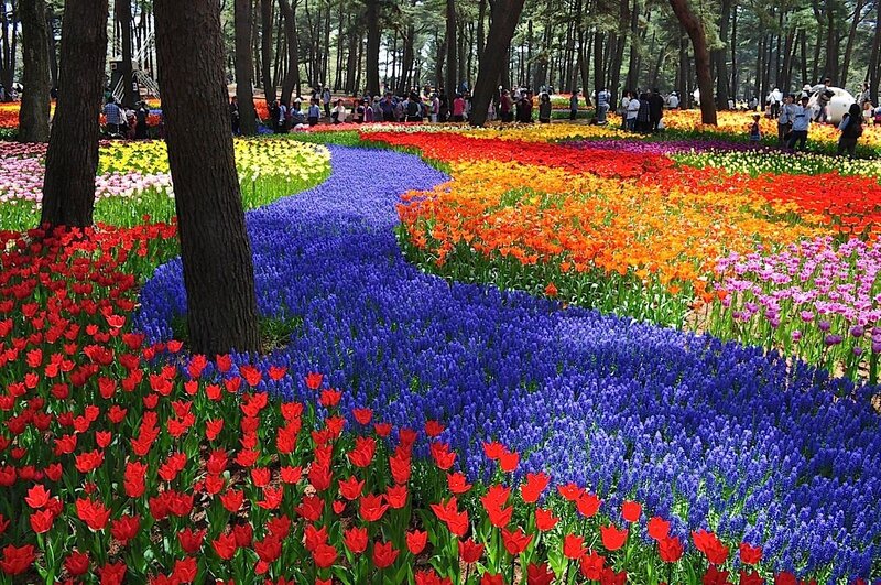 Colorful Flower Fields — Red, Vibrant, Spring, Photograph