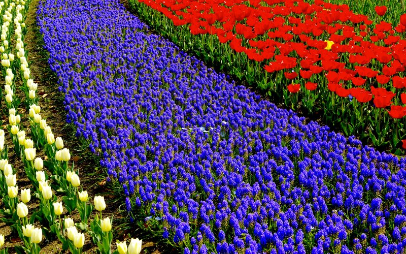 Colorful Flower Fields — Red, Vibrant, Spring