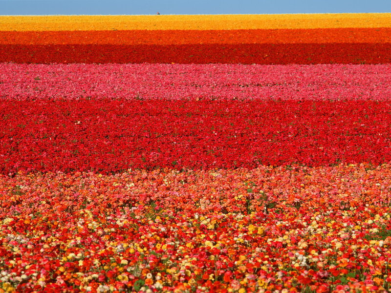 Colorful Flower Fields — Red, Vibrant