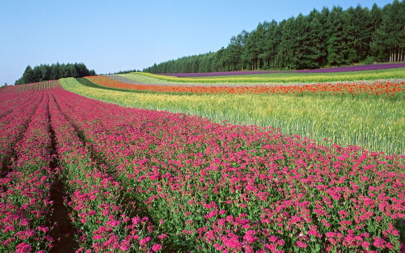 Colorful Flower Fields — Serene