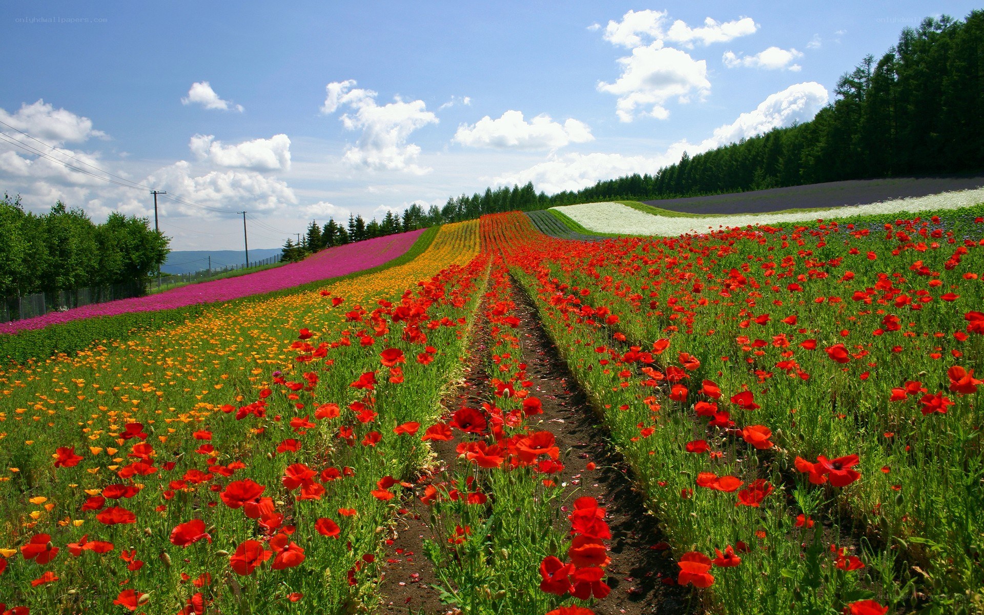 Colorful flower fields under blue sky