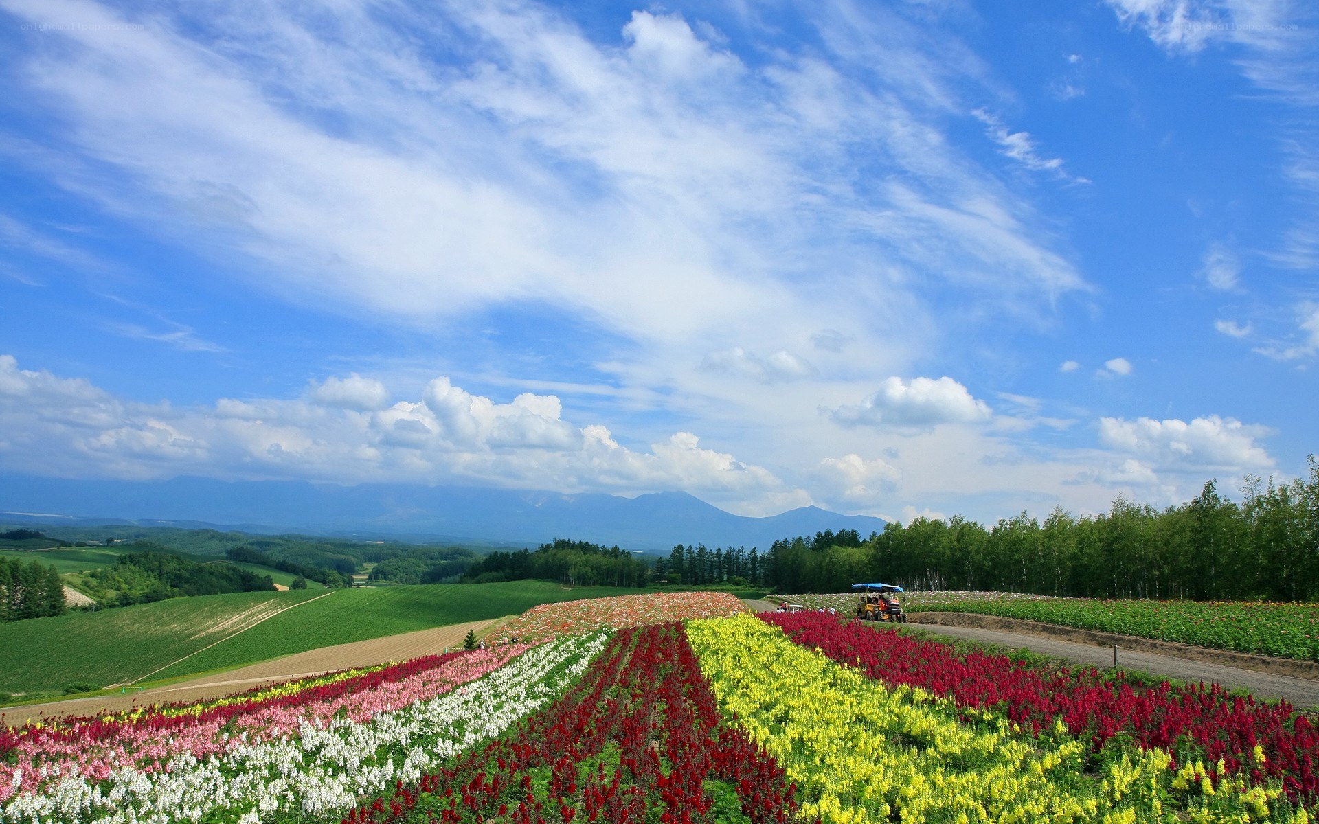 Colorful flower fields under blue sky
