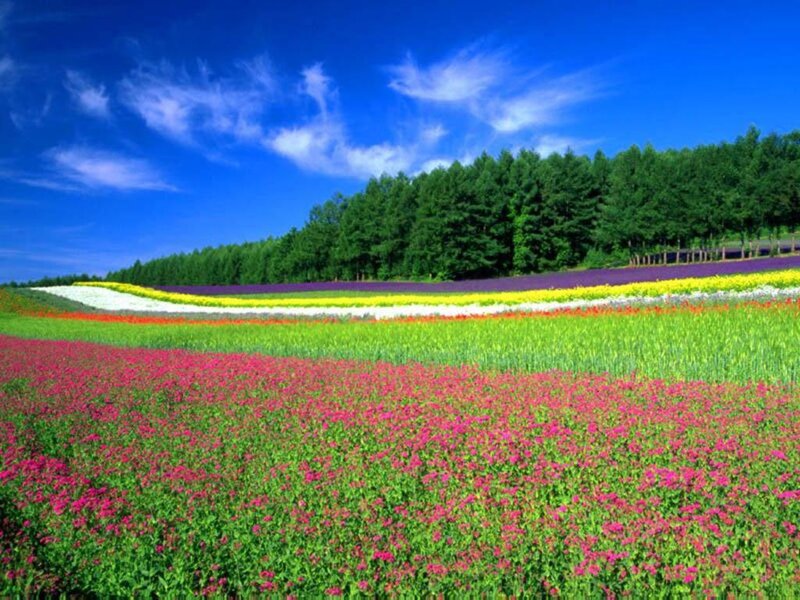 Colorful flower fields under blue sky