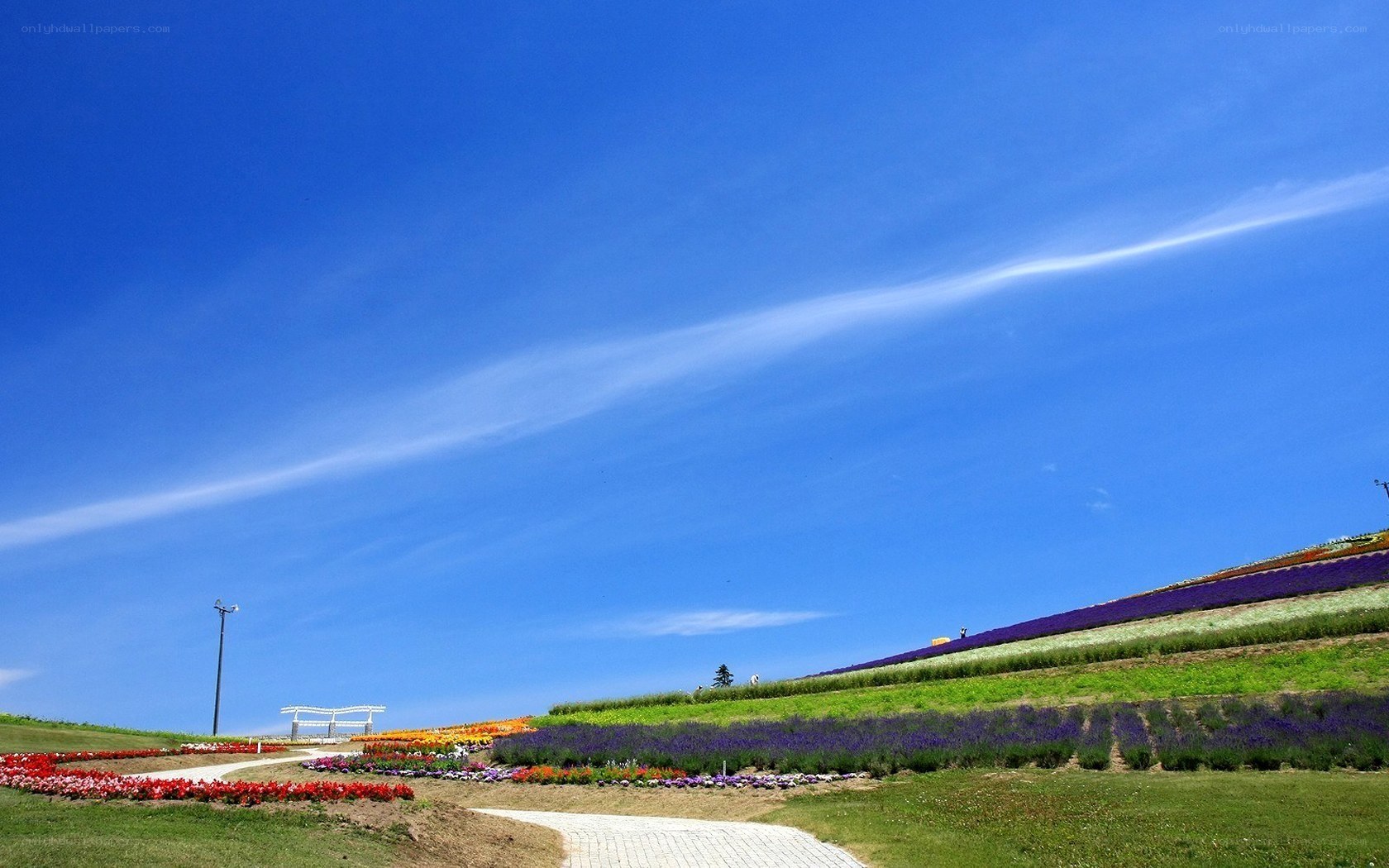 Colorful flower fields under blue sky