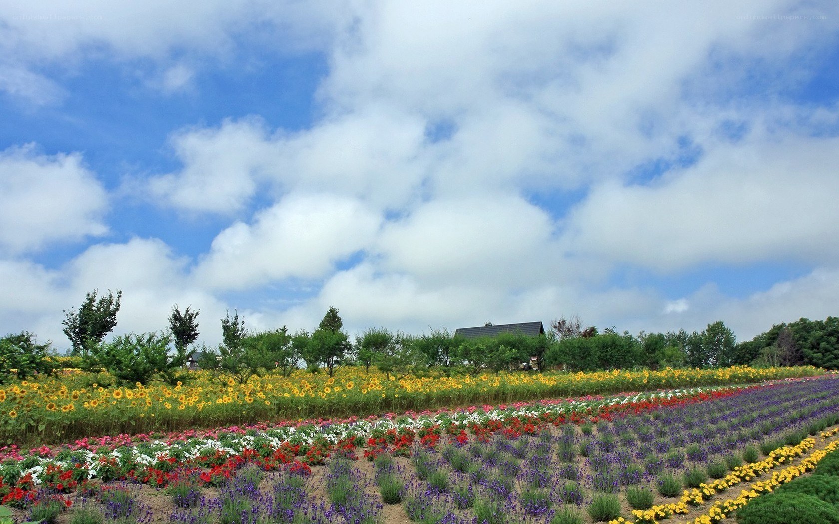 Colorful flower fields under blue sky