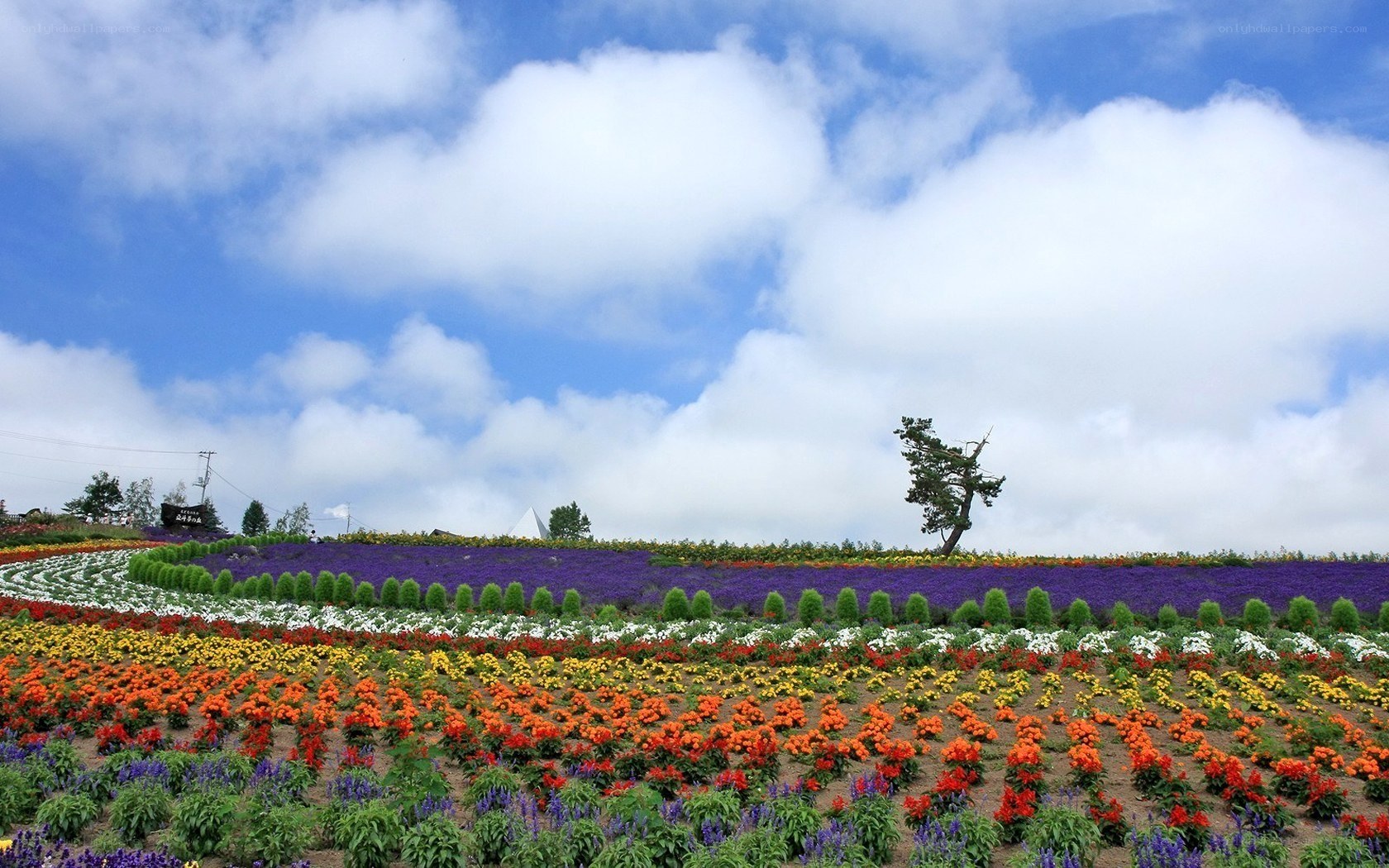Colorful flower fields under blue sky