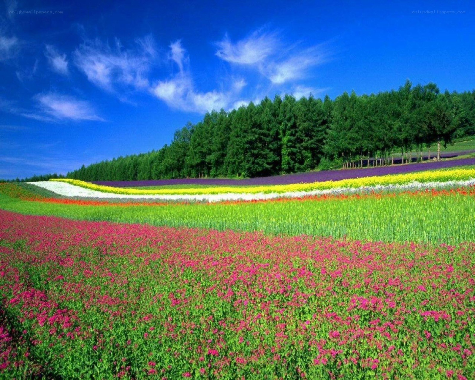 Colorful flower fields under blue sky