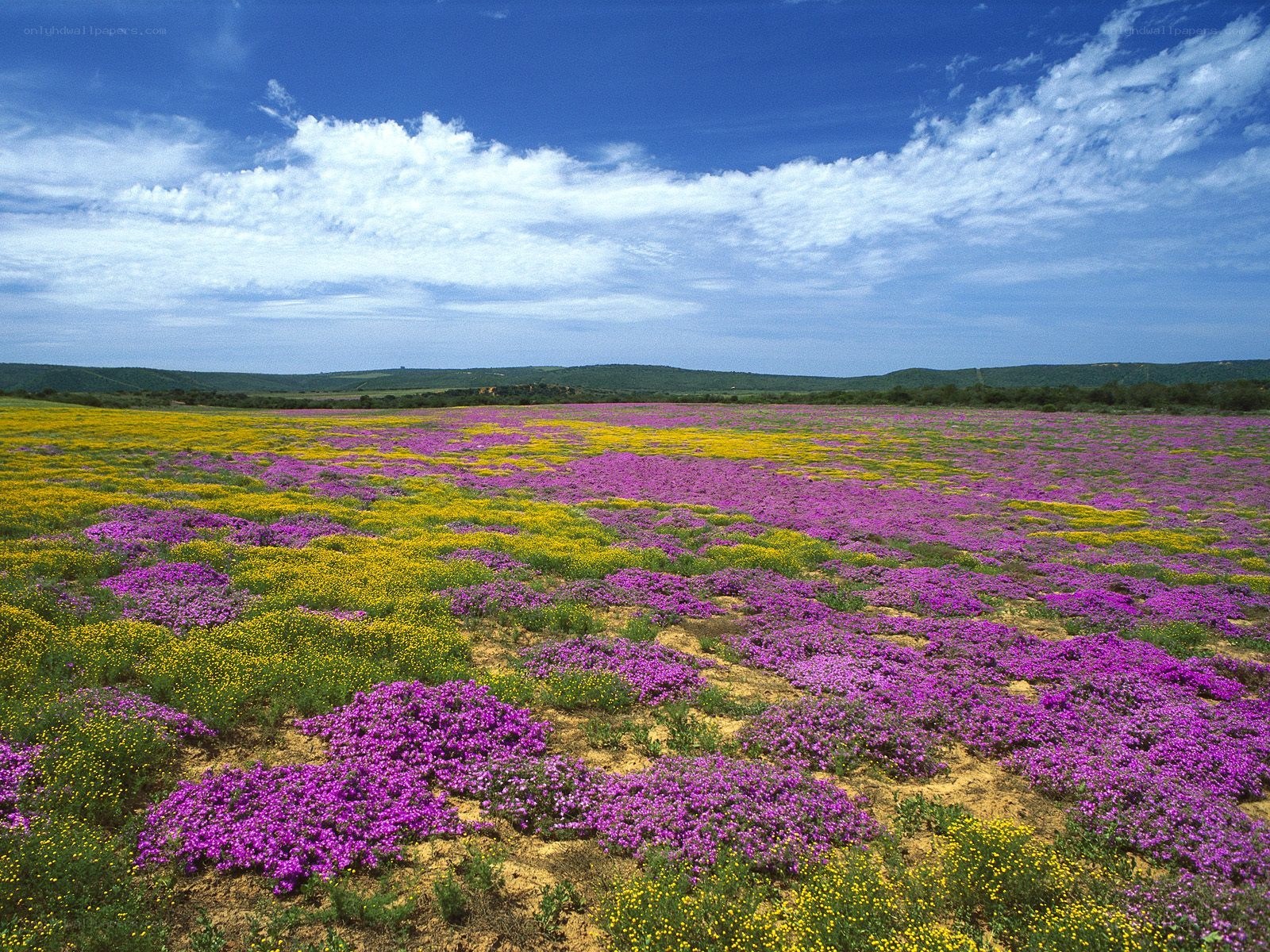 Colorful flower fields under blue sky