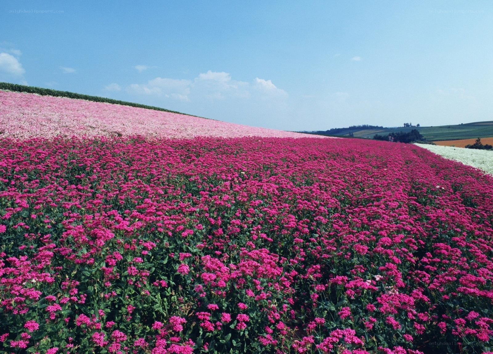 Colorful flower fields under blue sky