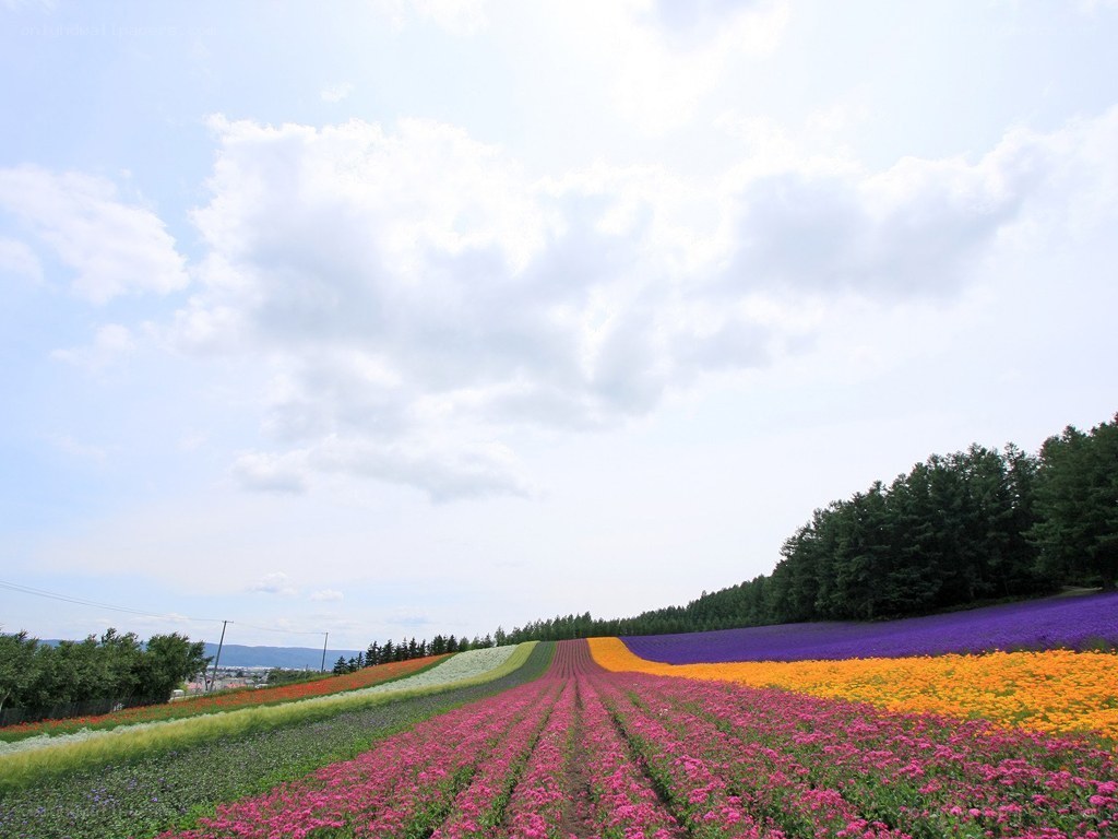 Colorful flower fields under cloudy sky