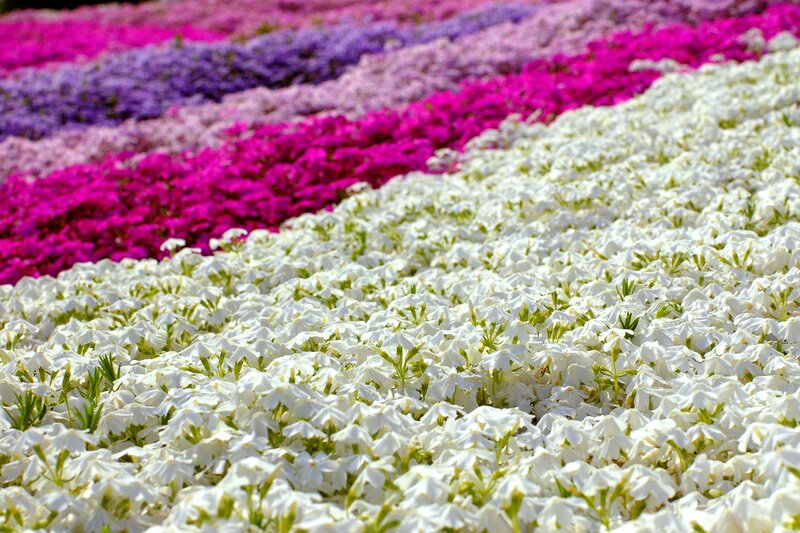 Colorful Flower Fields — White