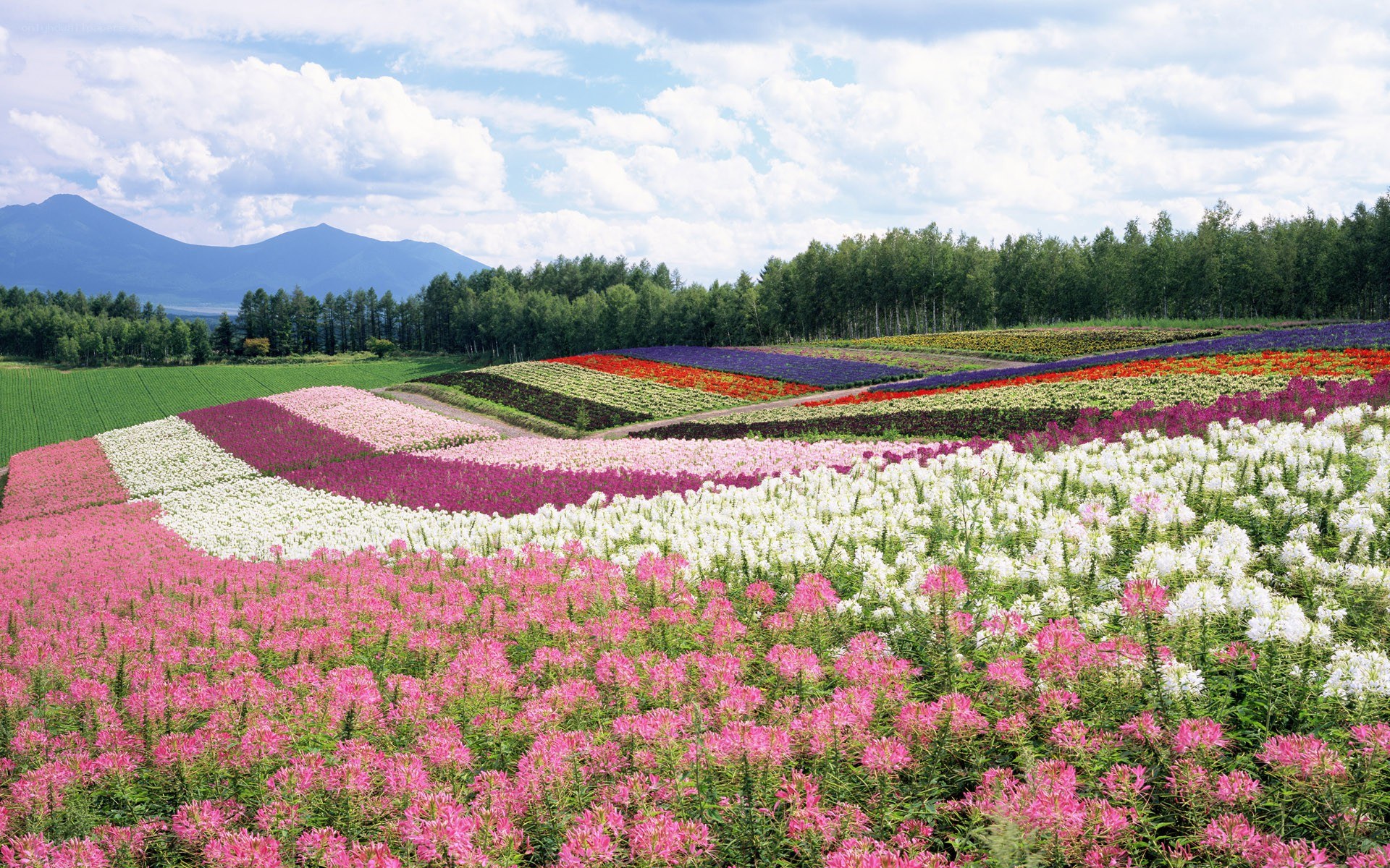 Colorful flower fields with mountains