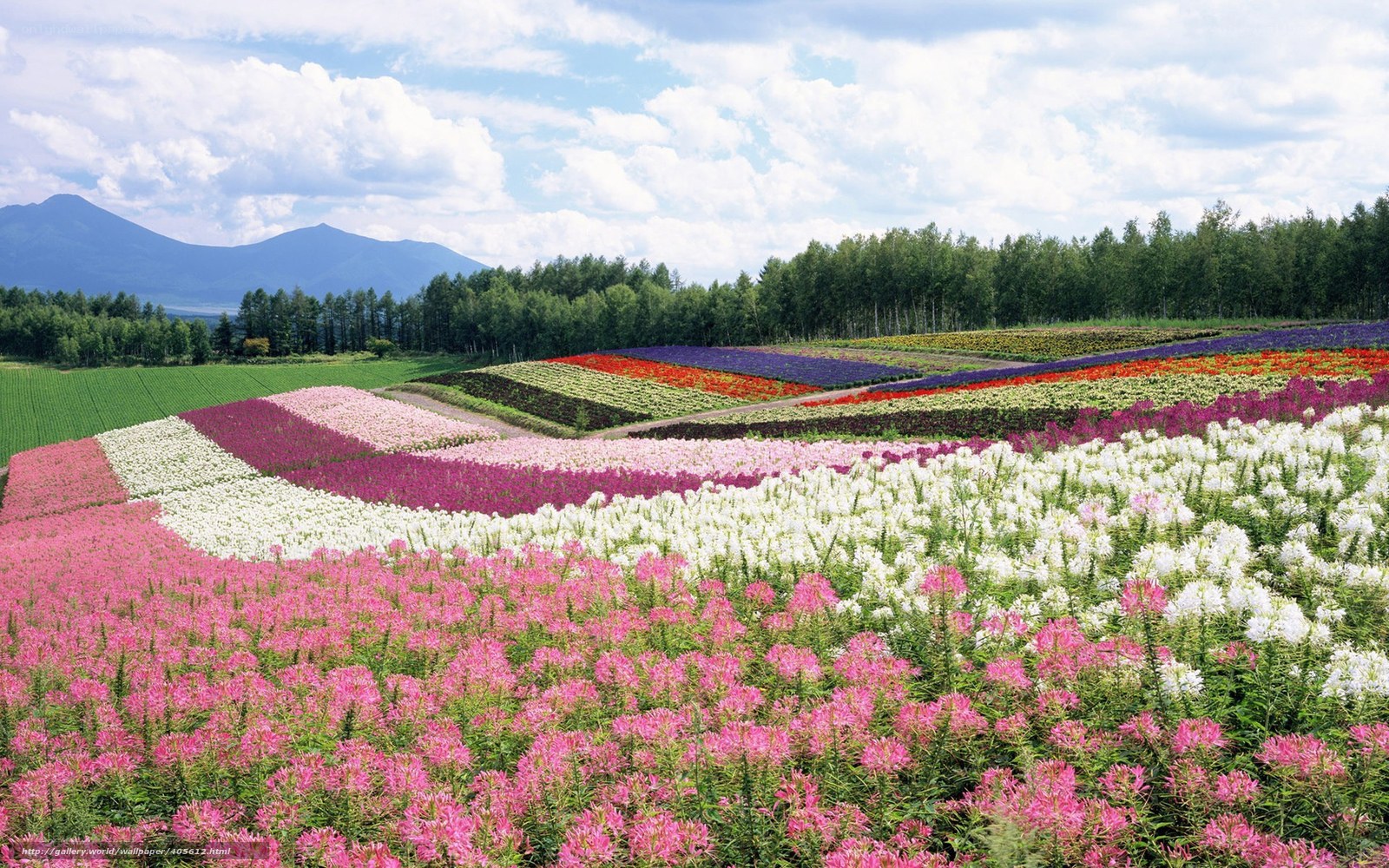 Colorful flower fields with mountains