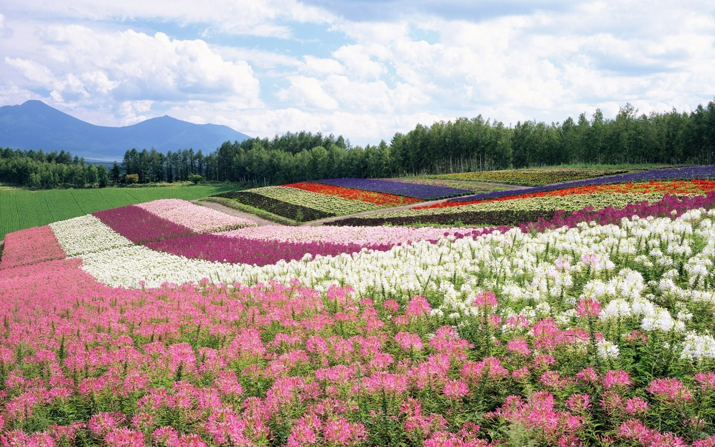 Colorful flower fields with mountains