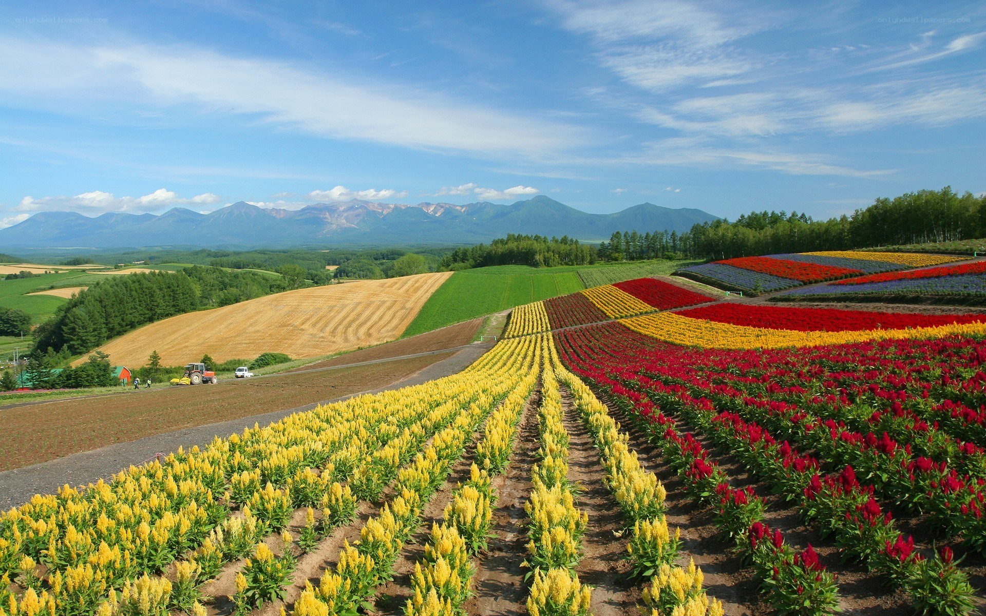 Colorful flower fields with mountains