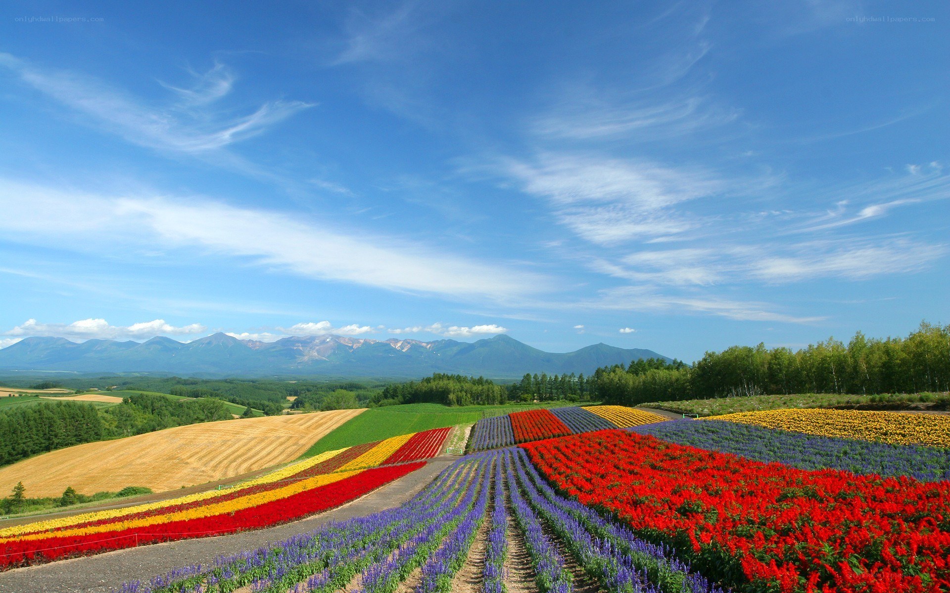 Colorful flower fields with mountains