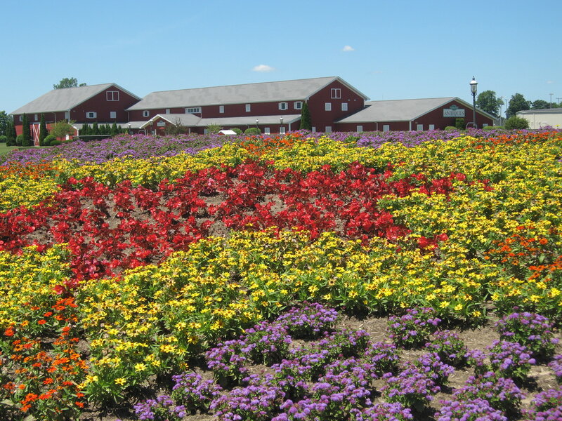 Colorful flower fields with red barn