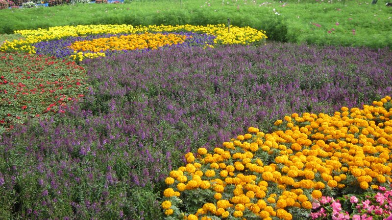 Colorful Flower Fields — Yellow, Serene, Afternoon
