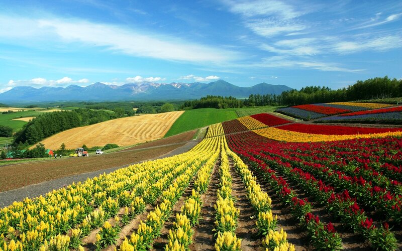 Colorful Flower Fields — Yellow, Serene, Summer