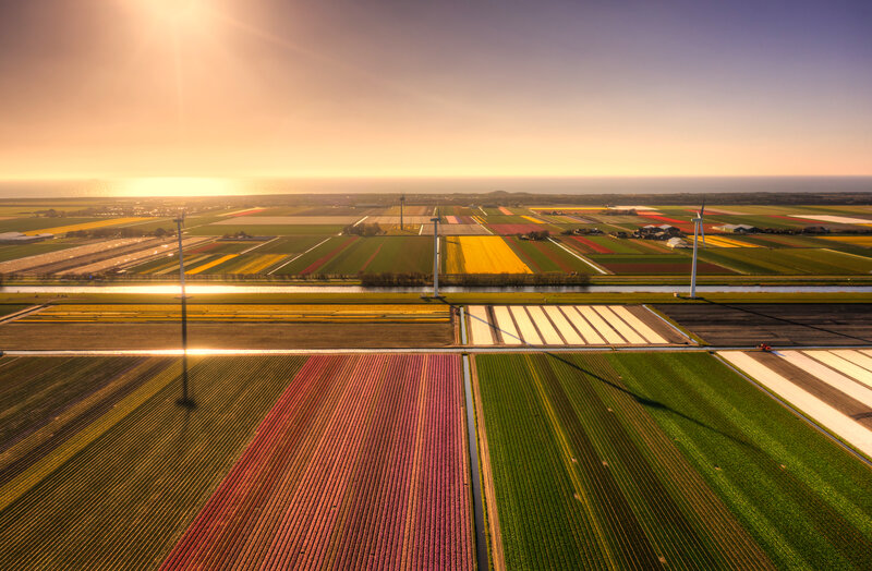 Colorful Flower Fields — Yellow, Serene, Sunset