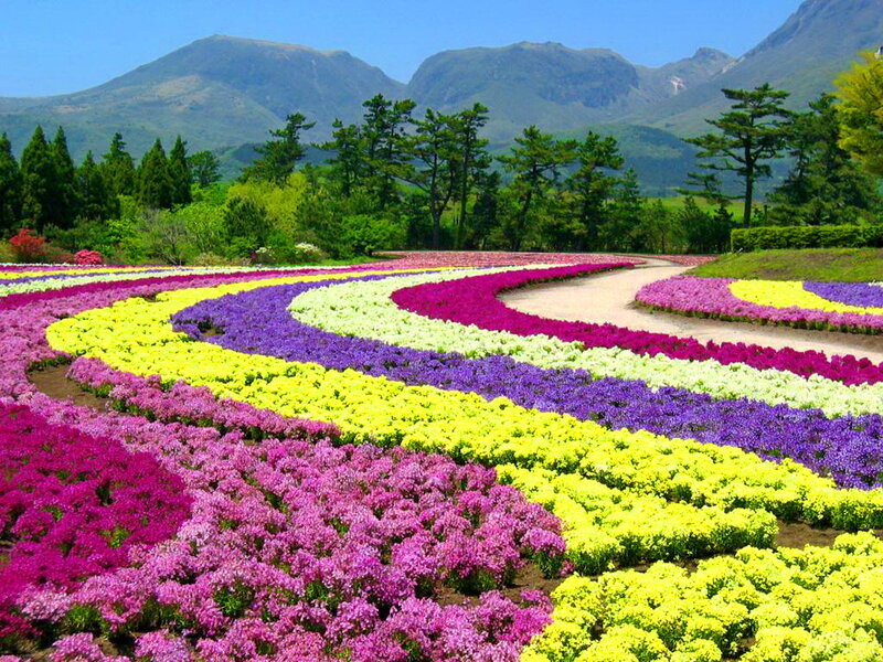 Colorful Flower Fields — Yellow, Serene