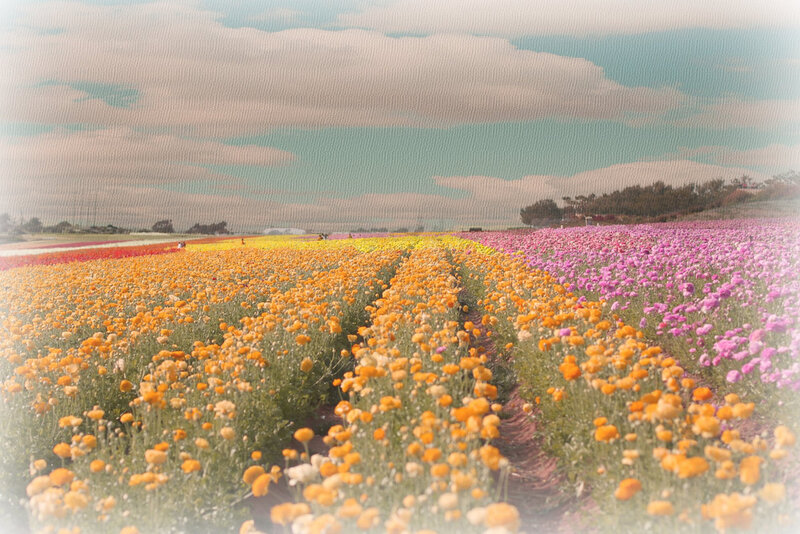 Colorful Flower Fields — Yellow