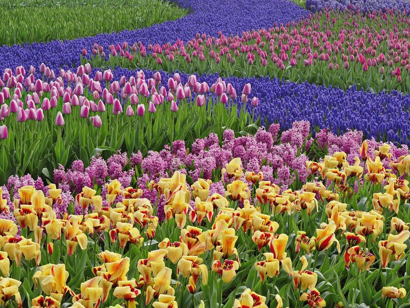 Colorful Flower Fields — Yellow, Vibrant, Spring, Photograph