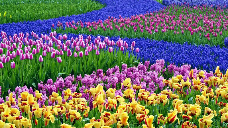 Colorful Flower Fields — Yellow, Vibrant, Spring